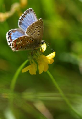 Polyommatus bellargus